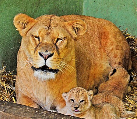 Valencia Bioparc lions cubs