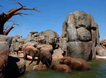 Valencia Bioparc Animals