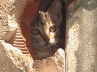 Kittens in Barrio del Carmen Valencia