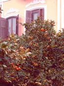 Valencia oranges