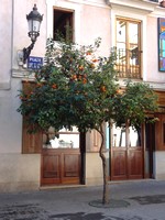 Orange trees in Valencia