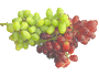 grapes7
