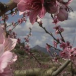Peach blossom Quatretondeta