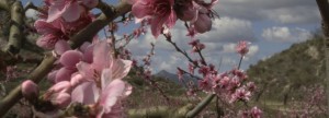 Peach blossom Quatretondeta